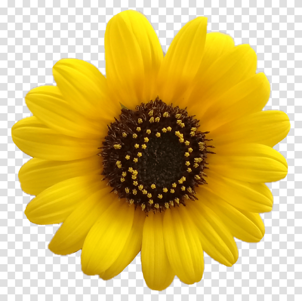Flores Tumblr Yellow Daisy Flower, Plant, Blossom, Sunflower, Daisies Transparent Png