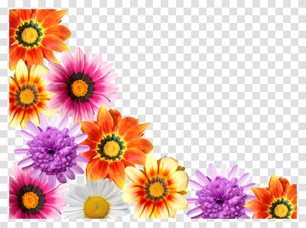 Flores Vero, Plant, Flower, Blossom, Daisy Transparent Png