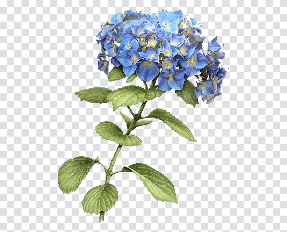 Flores Vintage Azul Flower Flowerblue Hydrangea, Plant, Blossom, Geranium, Flower Arrangement Transparent Png