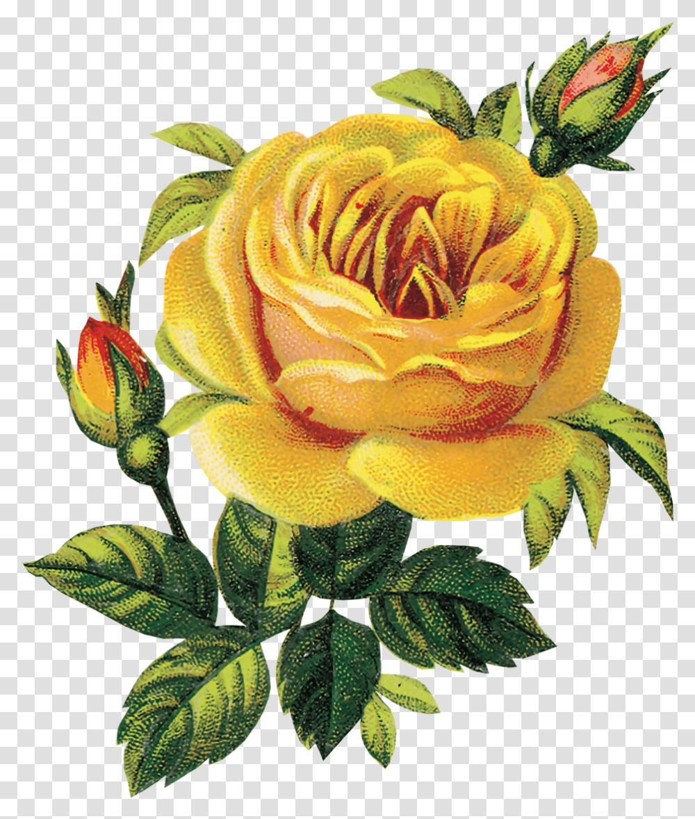 Flores Vintage Vintage Yellow Roses Clipart, Flower, Plant, Blossom, Flower Arrangement Transparent Png