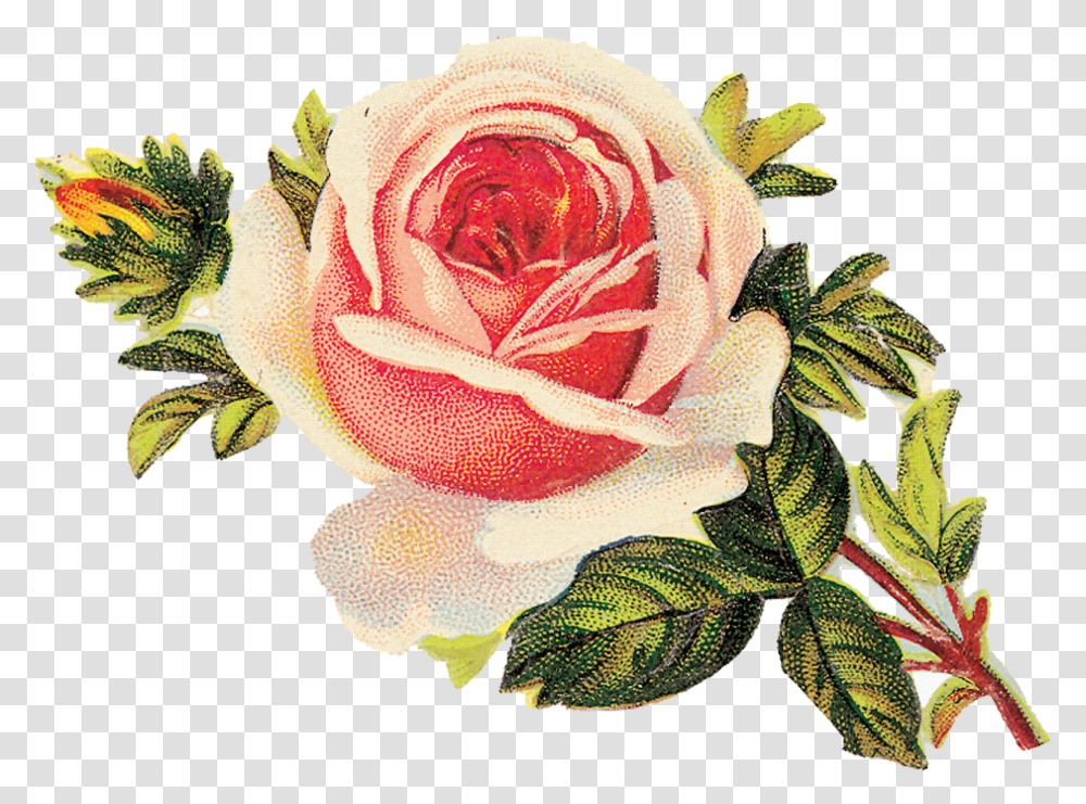 Flores Y Pajaritos Vintage Cross Stitch Patterns For Roses, Flower, Plant, Blossom, Flower Arrangement Transparent Png