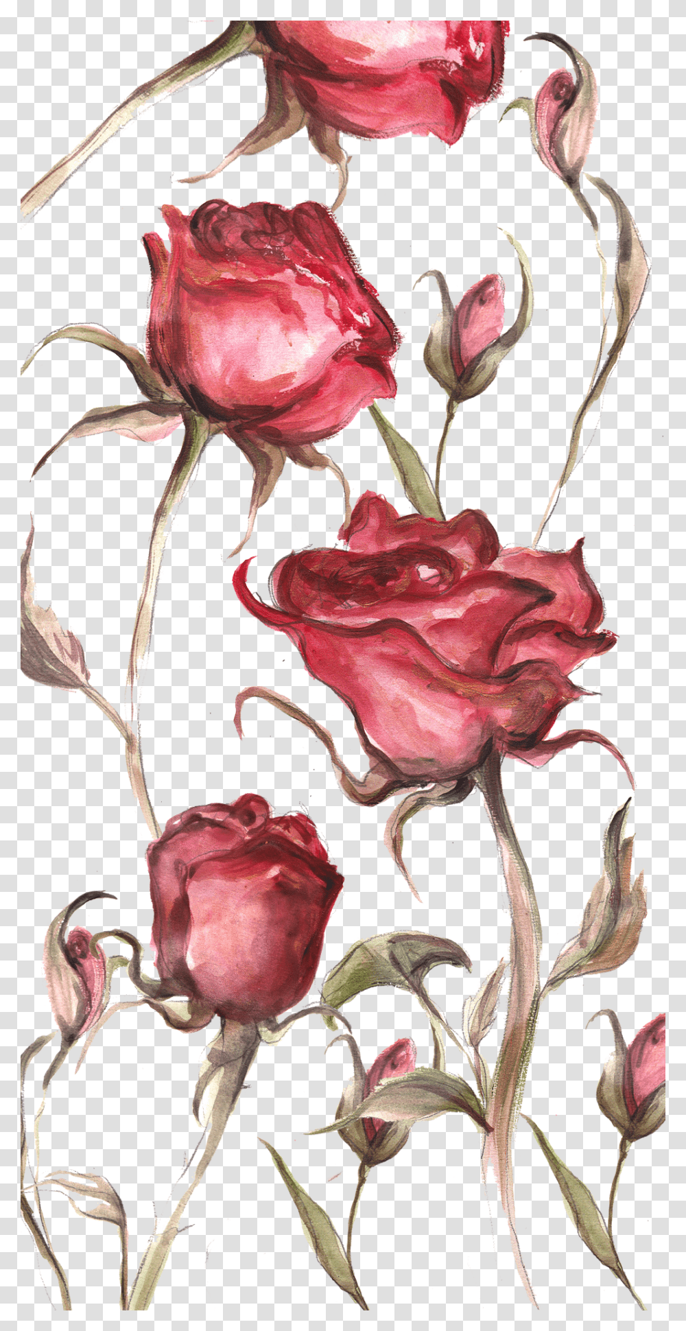 Floribunda, Plant, Floral Design, Pattern Transparent Png