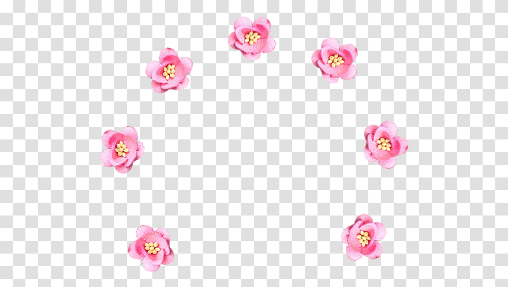 Floribunda, Plant, Flower, Blossom, Cherry Blossom Transparent Png