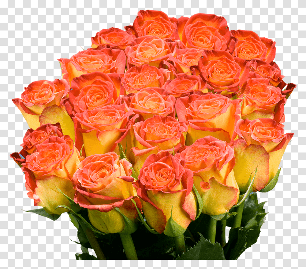Floribunda, Plant, Flower, Blossom, Flower Bouquet Transparent Png
