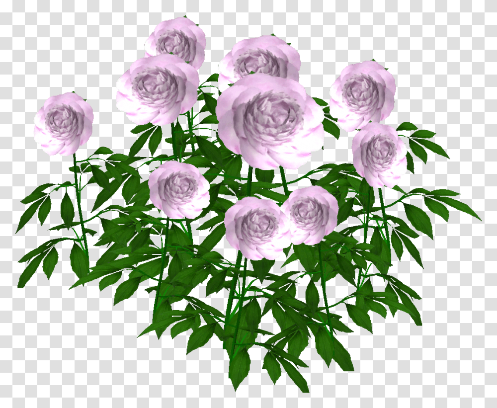 Floribunda, Plant, Flower, Blossom, Geranium Transparent Png