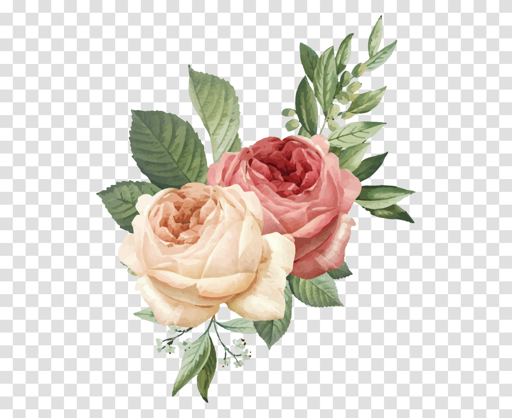 Floribunda, Plant, Rose, Flower, Blossom Transparent Png