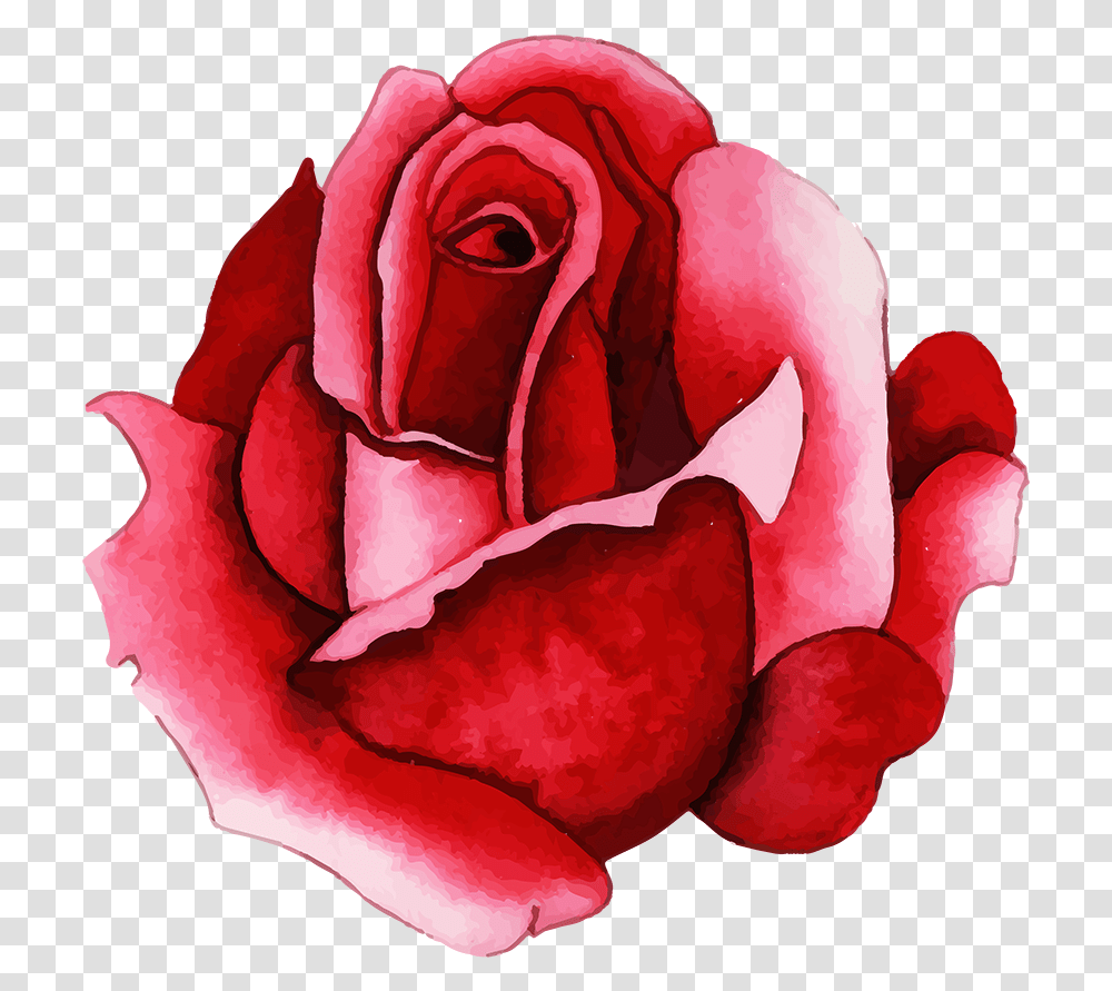 Floribunda, Rose, Flower, Plant, Blossom Transparent Png