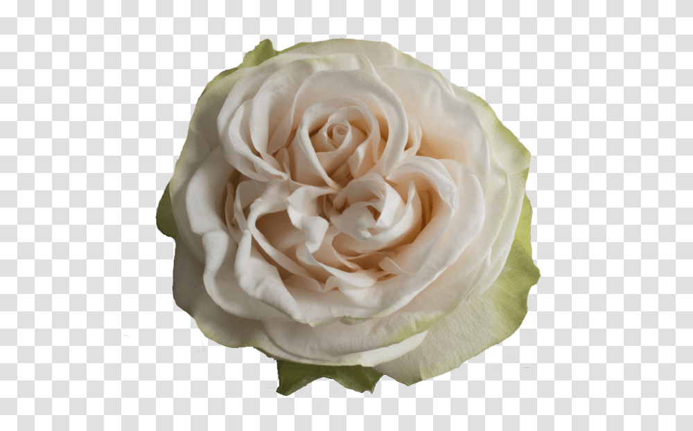 Floribunda, Rose, Flower, Plant, Blossom Transparent Png