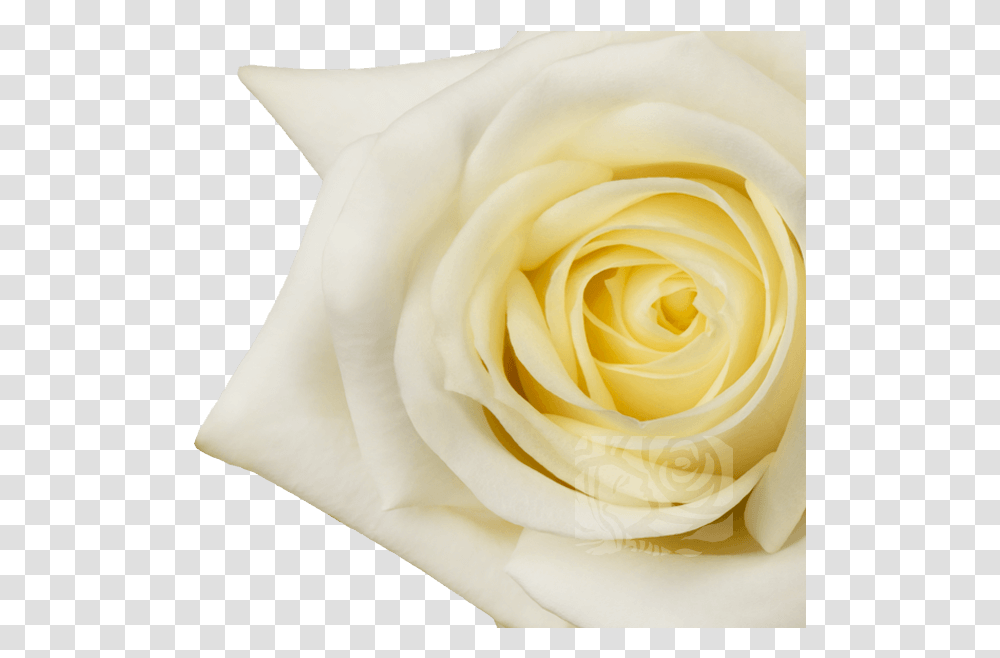 Floribunda, Rose, Flower, Plant, Blossom Transparent Png