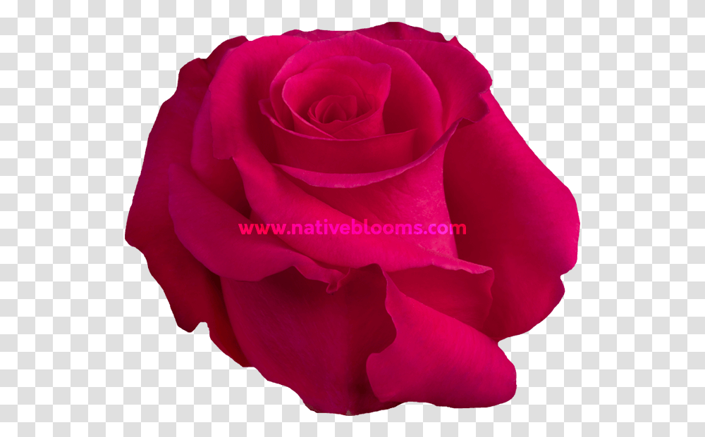 Floribunda, Rose, Flower, Plant, Blossom Transparent Png