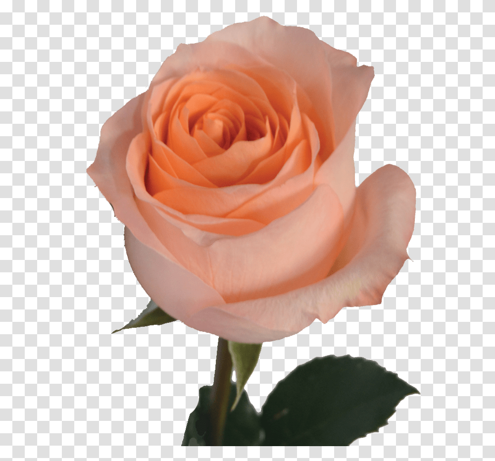 Floribunda, Rose, Flower, Plant, Blossom Transparent Png