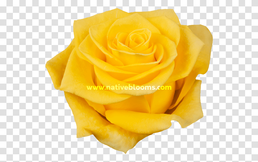 Floribunda, Rose, Flower, Plant, Blossom Transparent Png