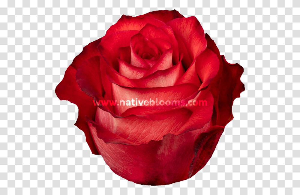 Floribunda, Rose, Flower, Plant, Blossom Transparent Png