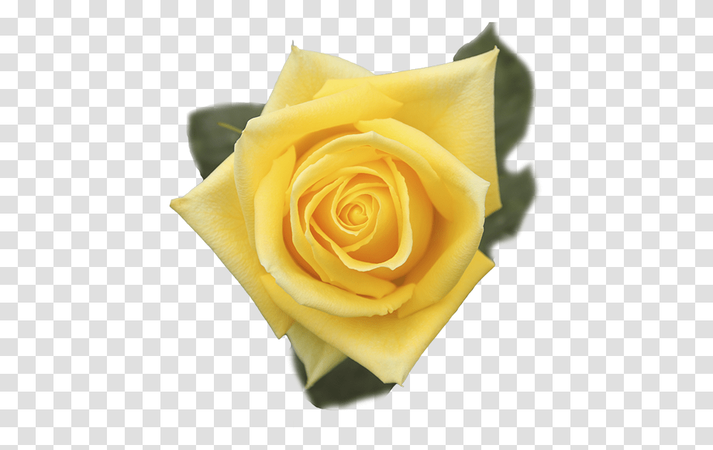 Floribunda, Rose, Flower, Plant, Blossom Transparent Png