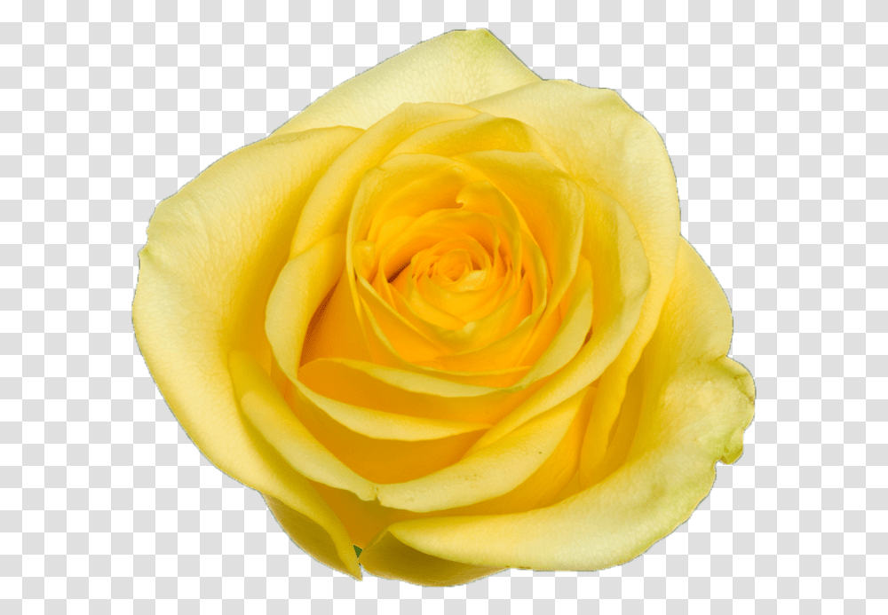 Floribunda, Rose, Flower, Plant, Blossom Transparent Png