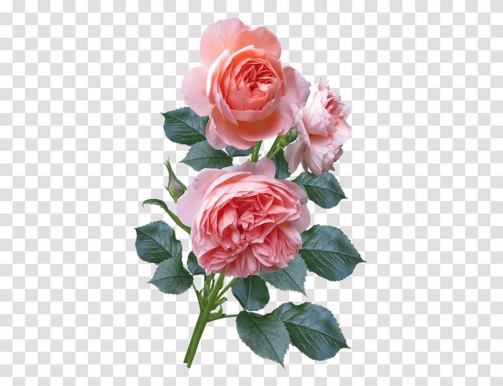 Floribunda, Rose, Flower, Plant, Blossom Transparent Png