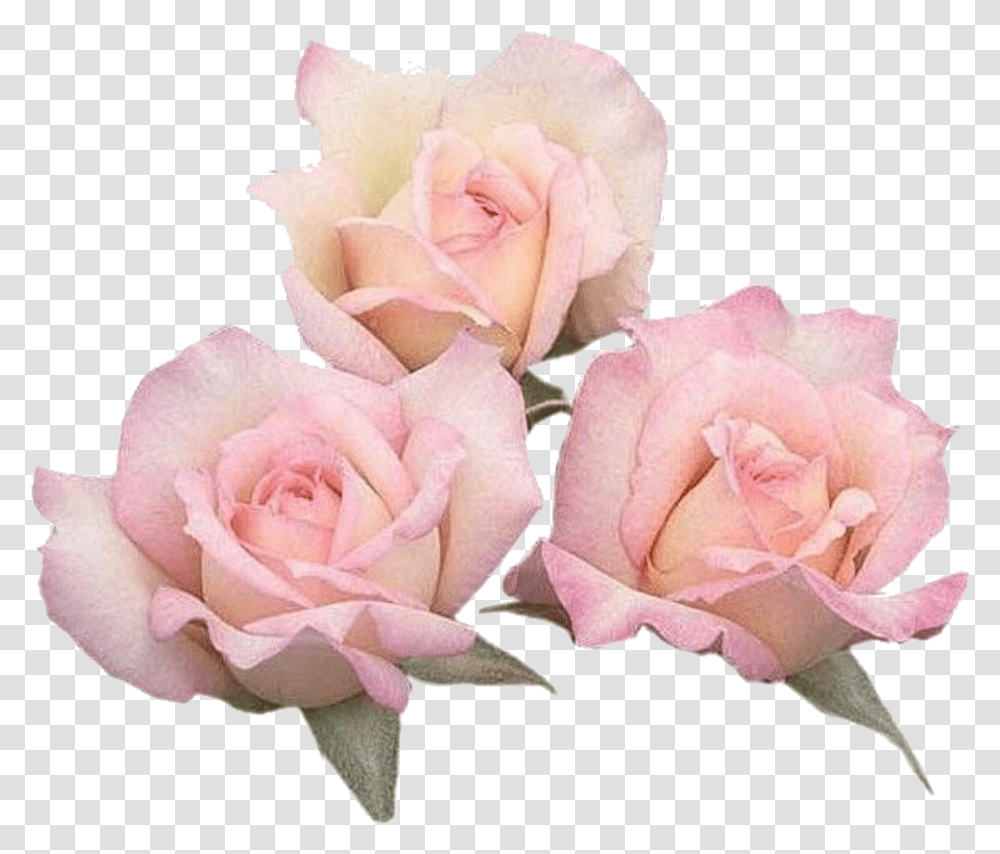 Floribunda, Rose, Flower, Plant, Blossom Transparent Png