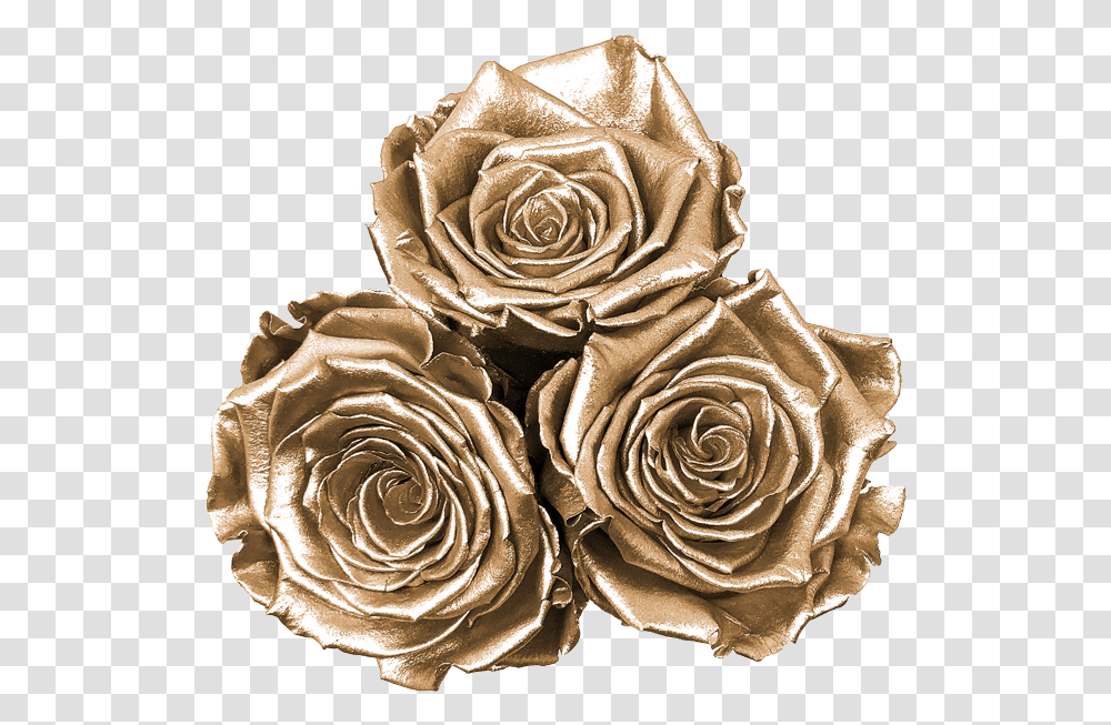 Floribunda, Rose, Flower, Plant, Blossom Transparent Png