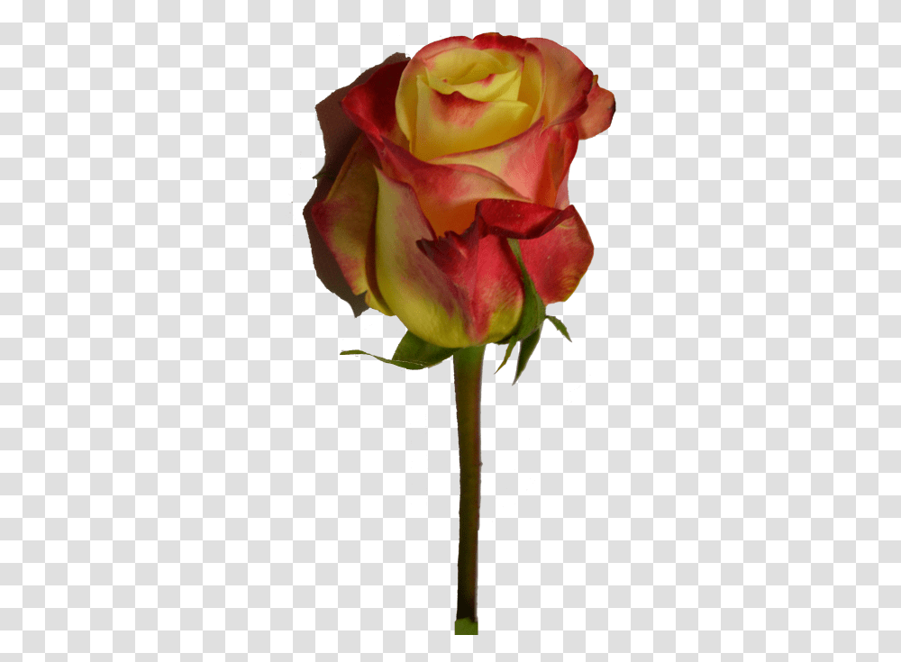 Floribunda, Rose, Flower, Plant, Blossom Transparent Png