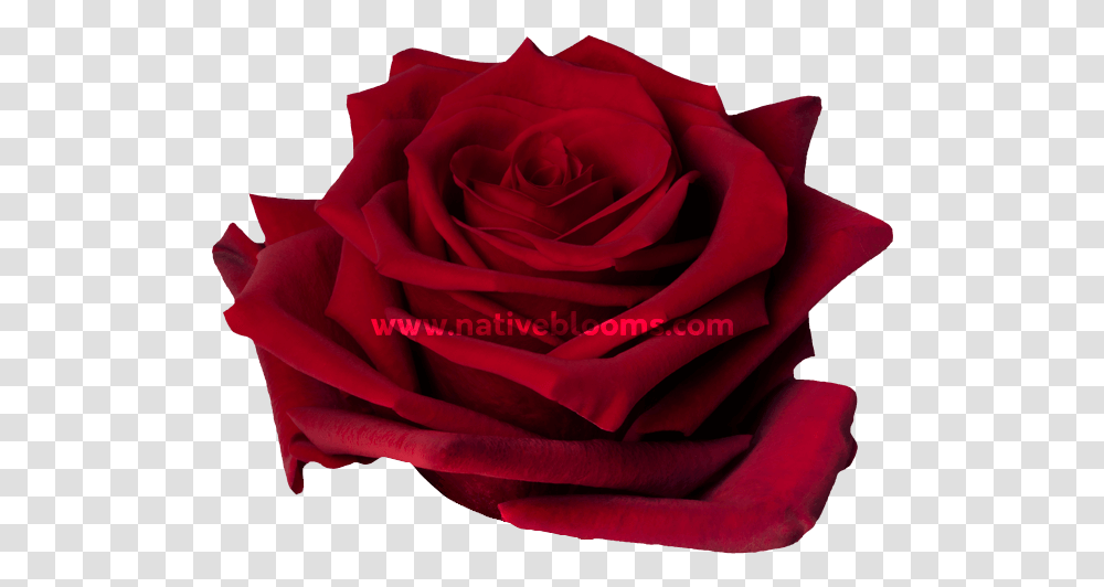 Floribunda, Rose, Flower, Plant, Blossom Transparent Png