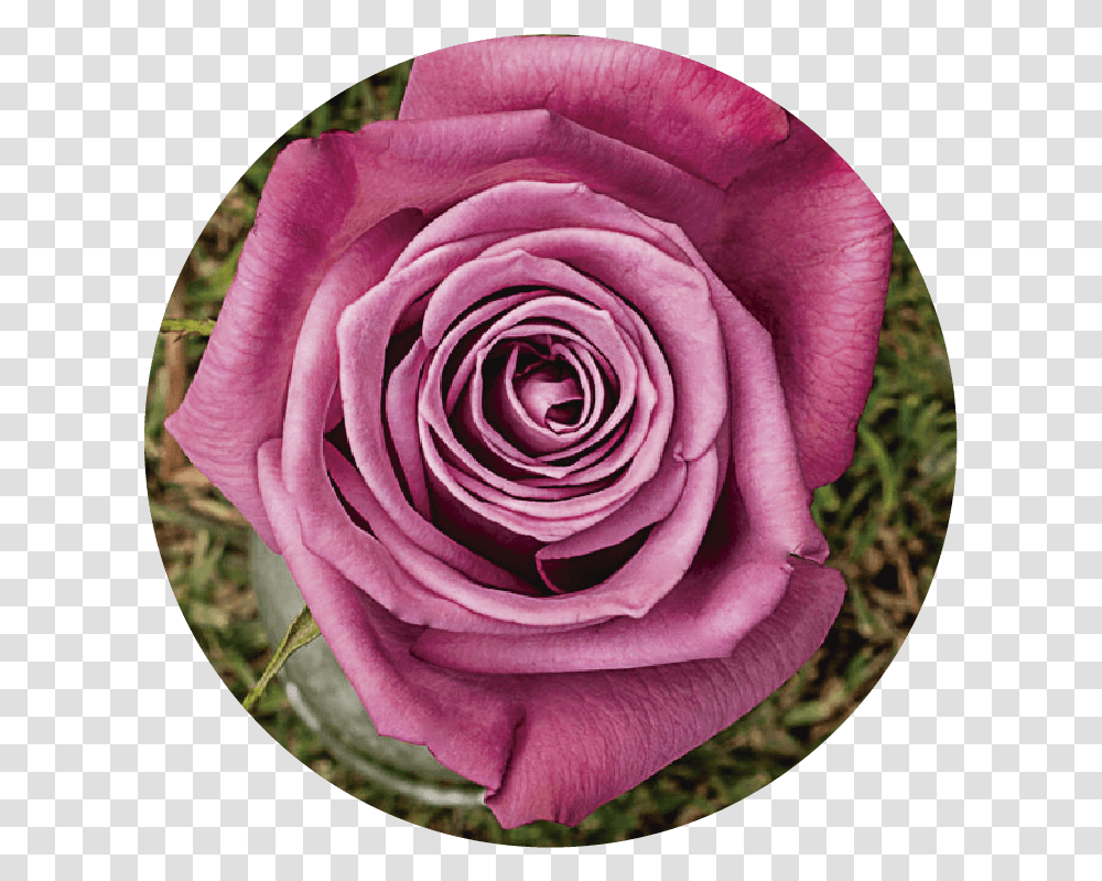 Floribunda, Rose, Flower, Plant, Blossom Transparent Png