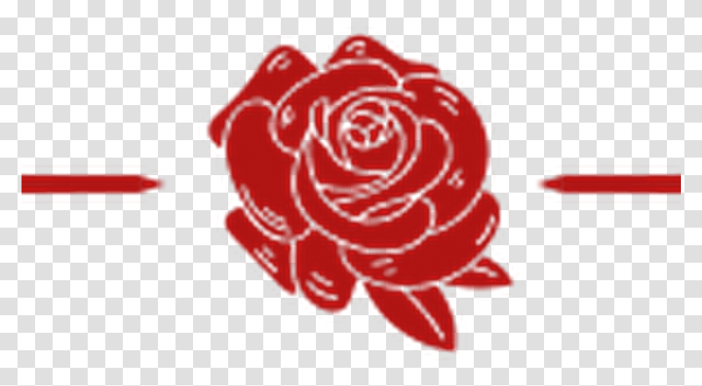 Floribunda, Rose, Flower, Plant, Blossom Transparent Png