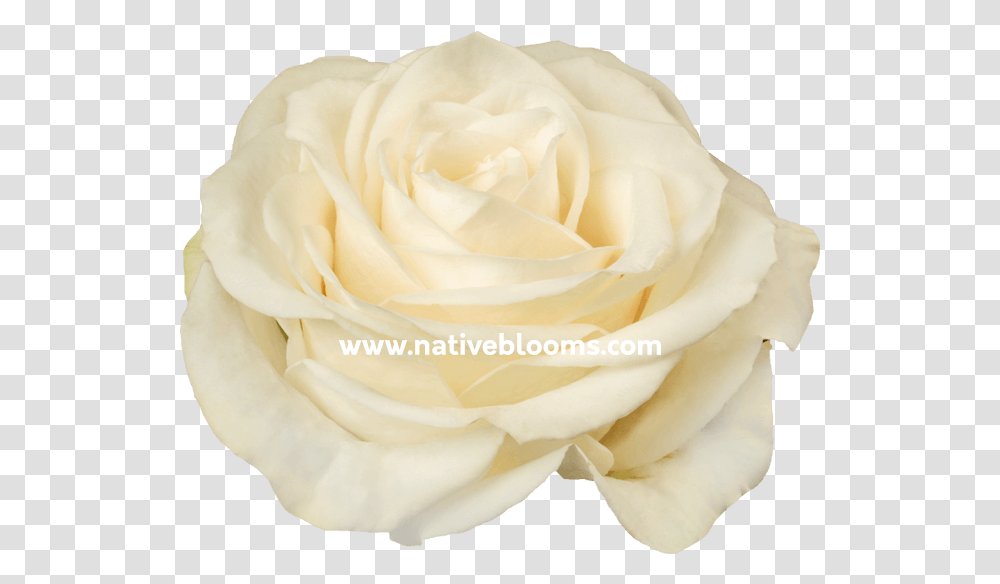 Floribunda, Rose, Flower, Plant, Blossom Transparent Png