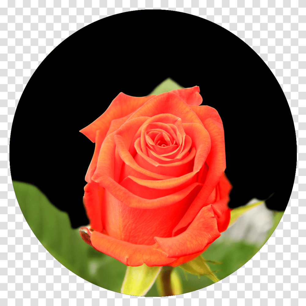 Floribunda, Rose, Flower, Plant, Blossom Transparent Png