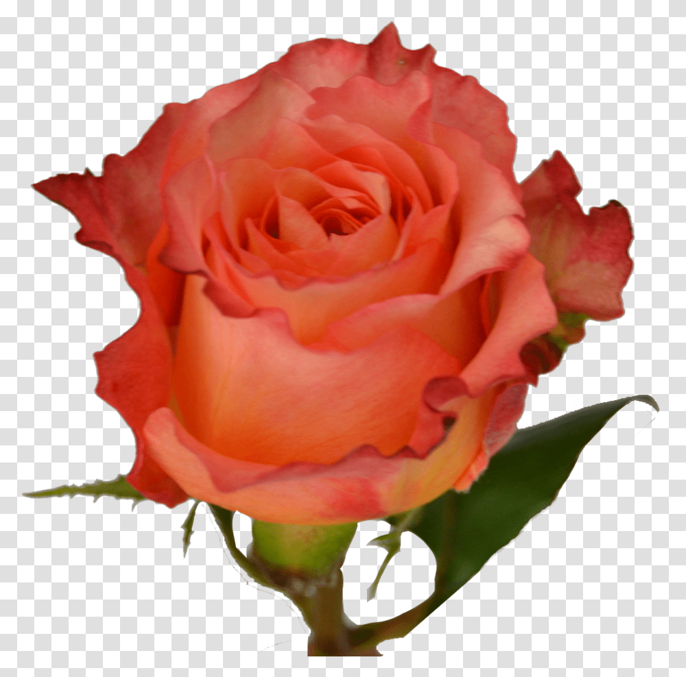 Floribunda, Rose, Flower, Plant, Blossom Transparent Png