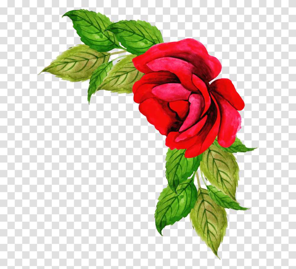 Floribunda, Rose, Flower, Plant, Blossom Transparent Png