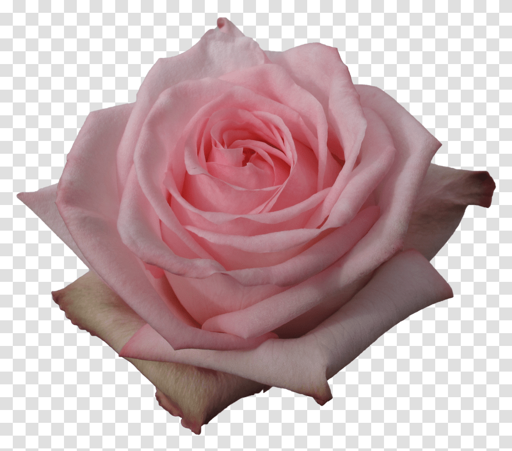 Floribunda Transparent Png