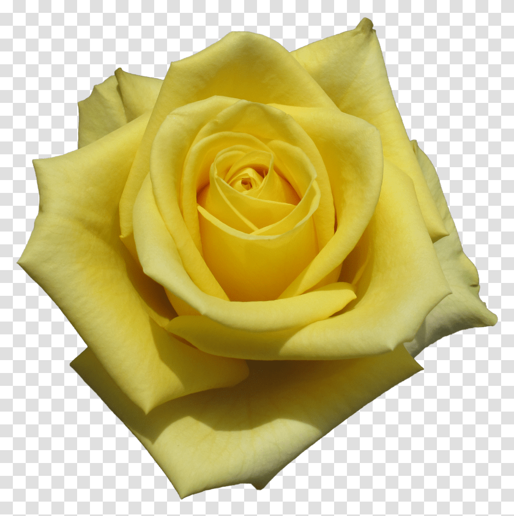 Floribunda Transparent Png