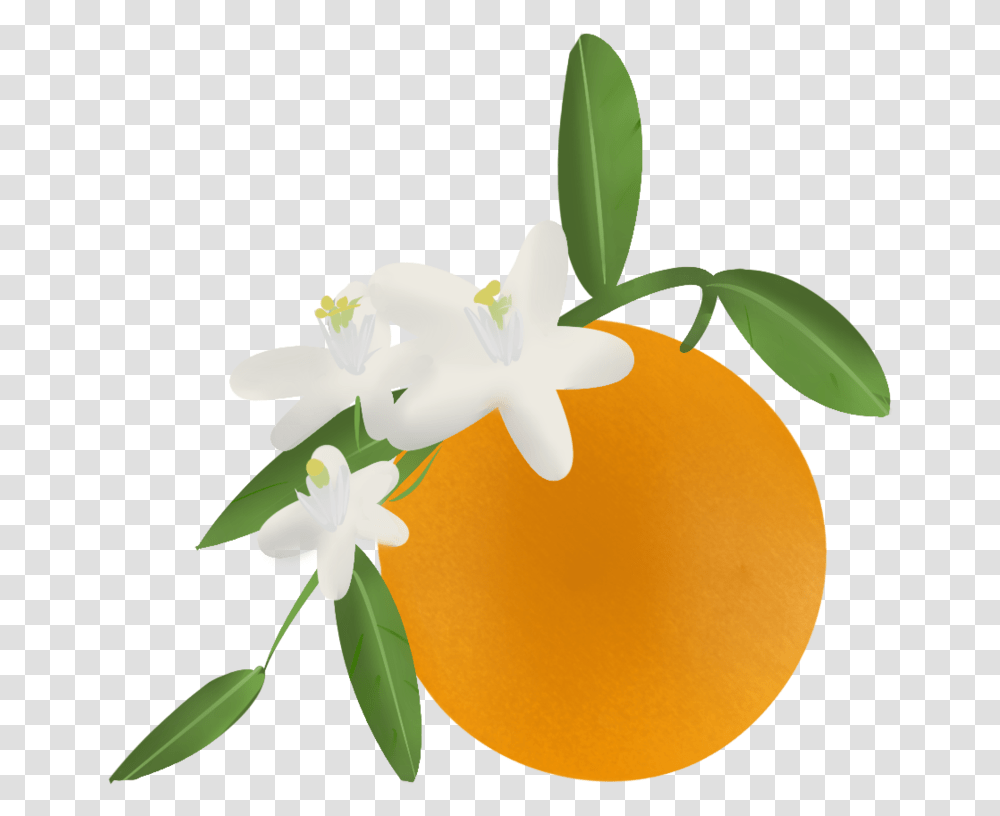 Florida Clipart Orange Blossom Orange Blossom Clip Art, Plant, Citrus Fruit, Food, Grapefruit Transparent Png