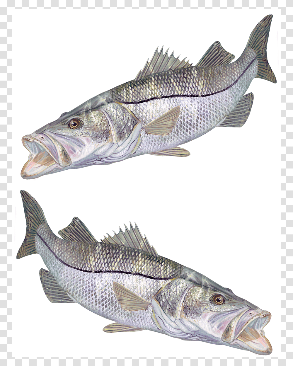 Florida Flag Fishing, Animal, Perch, Sea Life, Pike Transparent Png