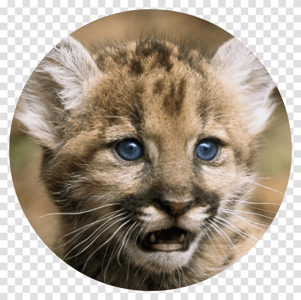 Florida Panther Florida Panthers Animal Cubs, Mammal, Wildlife, Cat, Pet Transparent Png
