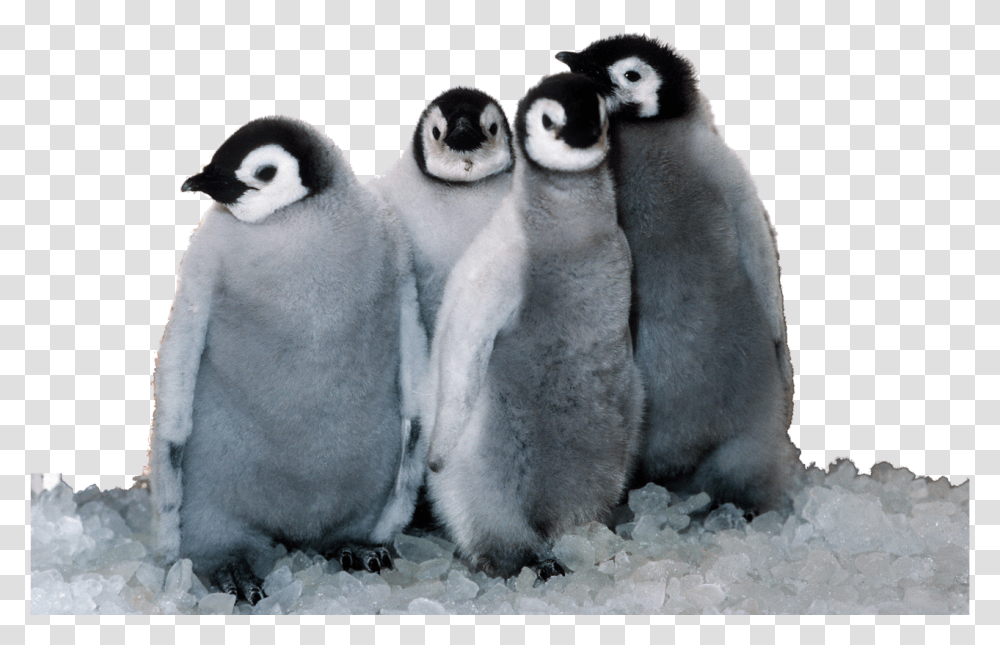 Florida Sea World Animals, Bird, Penguin, King Penguin Transparent Png