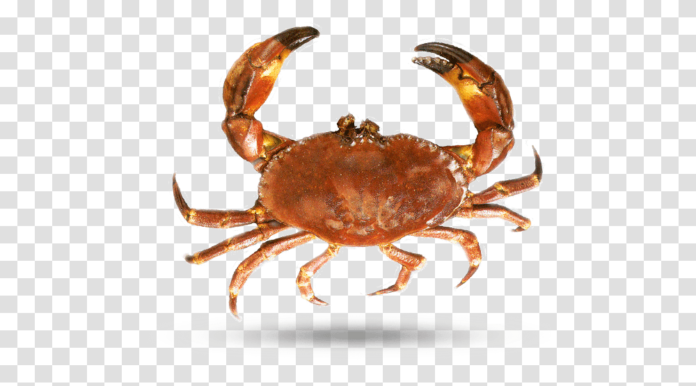Florida Stone Crab Dungeness Crab, Seafood, Sea Life, Animal, Insect Transparent Png