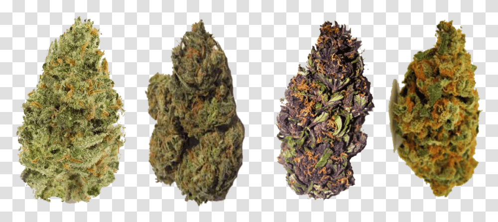 Florida Strain Library Different Types Of Marijuanas Strains, Pineapple, Plant, Food, Grass Transparent Png
