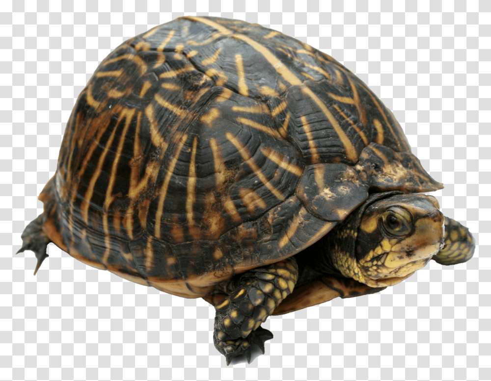 Florida Tortoise, Turtle, Reptile, Sea Life, Animal Transparent Png