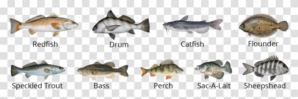 Flounder Fish, Perch, Animal, Sea Life Transparent Png