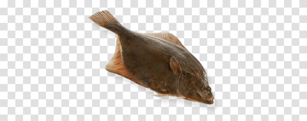 Flounder Halibut, Animal, Sea Life, Fish, Bird Transparent Png