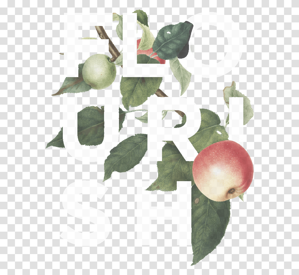 Flourish Apple Logo White Transparent0 Hollyleaf Cherry, Plant, Fruit, Food Transparent Png