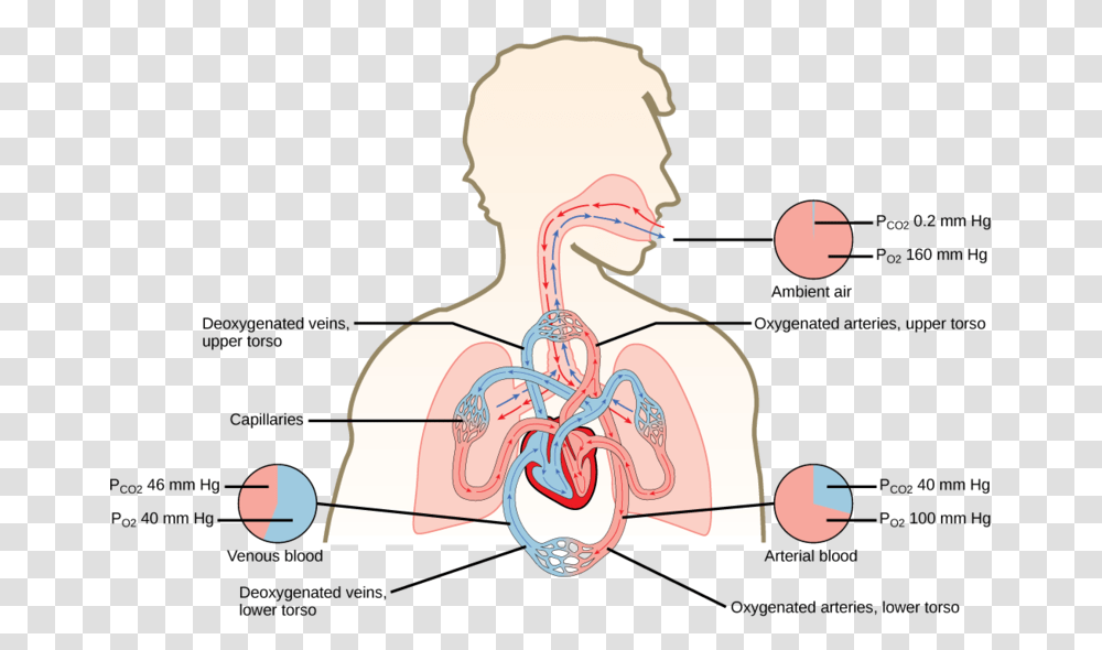 Flow Of Oxygen Through The Body, Plot, Diagram, Stomach, Neck Transparent Png