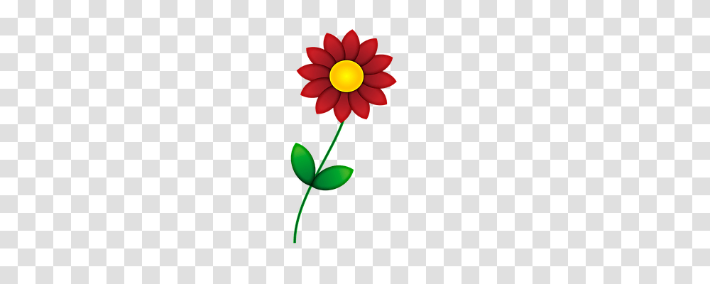 Flower Nature, Plant, Blossom, Daisy Transparent Png