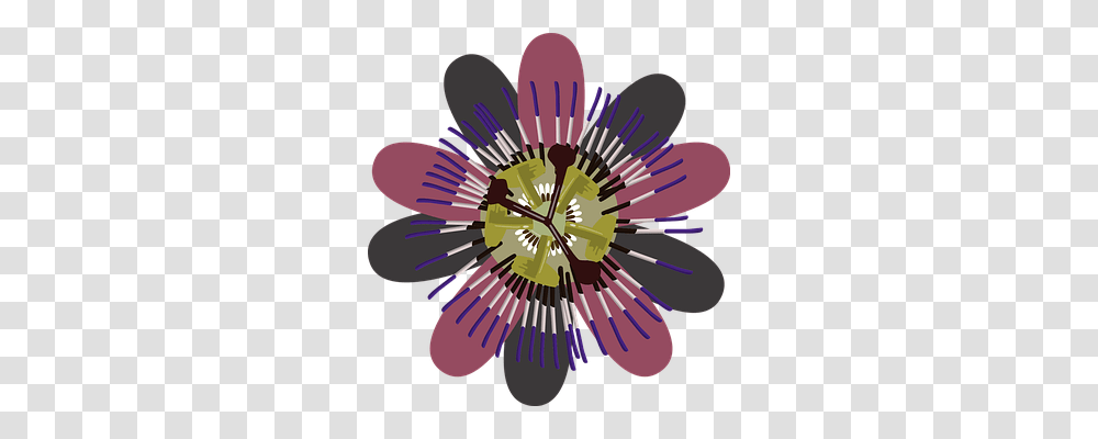 Flower Nature, Purple, Anther, Plant Transparent Png