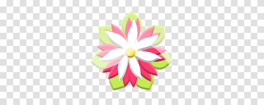 Flower Plant, Petal, Daisy, Dahlia Transparent Png