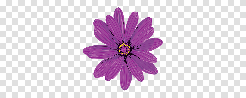 Flower Nature, Plant, Dahlia, Blossom Transparent Png