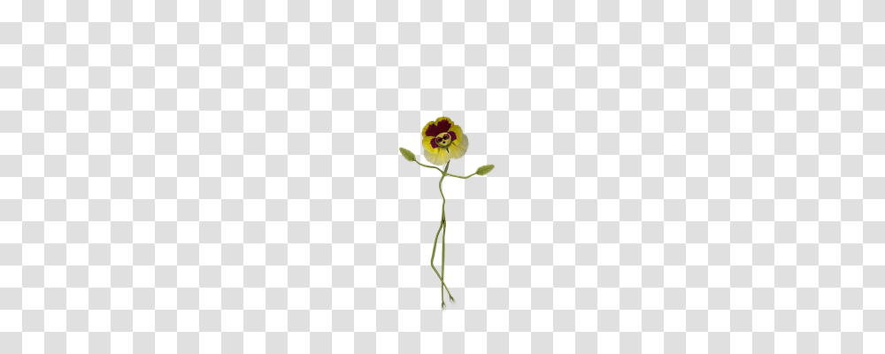 Flower Sport, Plant, Rose, Blossom Transparent Png