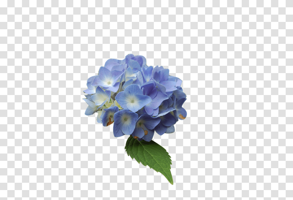 Flower 960, Geranium, Plant, Blossom Transparent Png