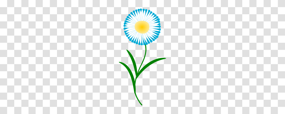 Flower Nature, Plant, Blossom, Daisy Transparent Png